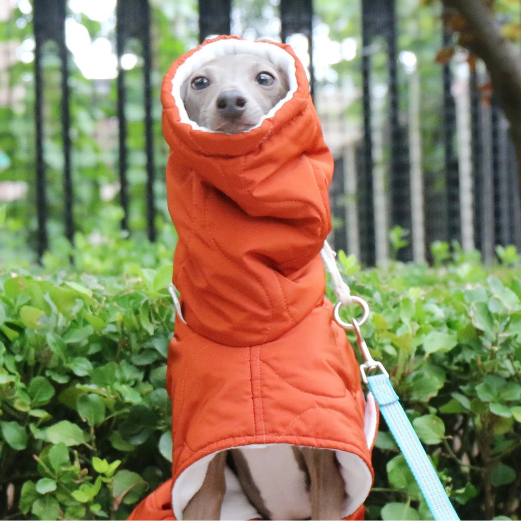 Manteau Chien Whippet