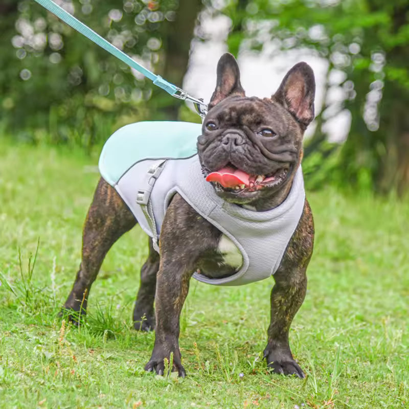 Veste Rafraîchissante pour Chien