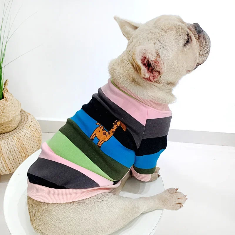 Pull Chien Maître Femme