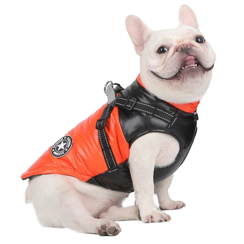 Manteau Jack Russel / Petit Chien