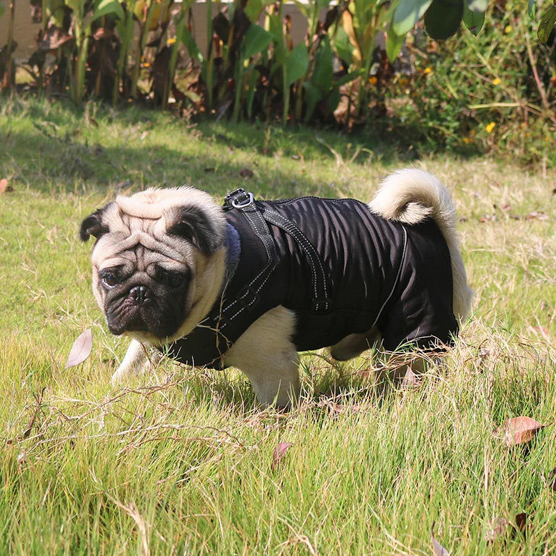 Veste Fourrure Chien