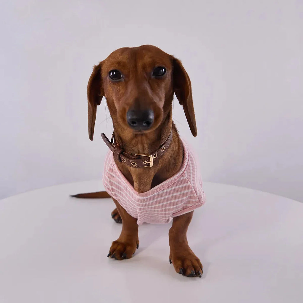 T Shirt Rayé Manches Courtes Pour Chien Teckel