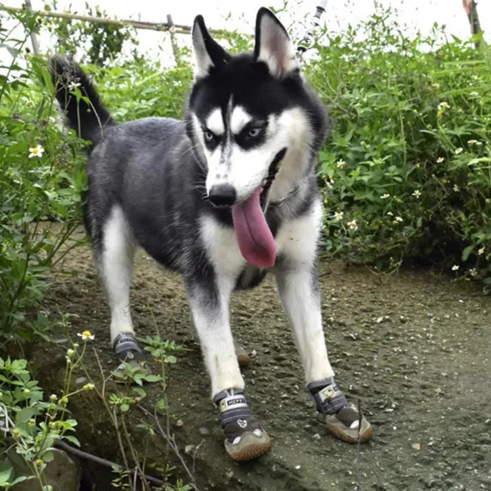 Chaussure Chien Randonnée
