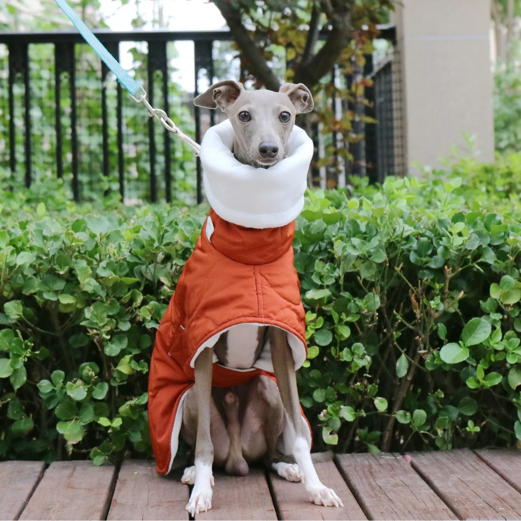 Manteau Chien Whippet