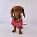 T Shirt Rayé Manches Courtes Pour Chien Teckel
