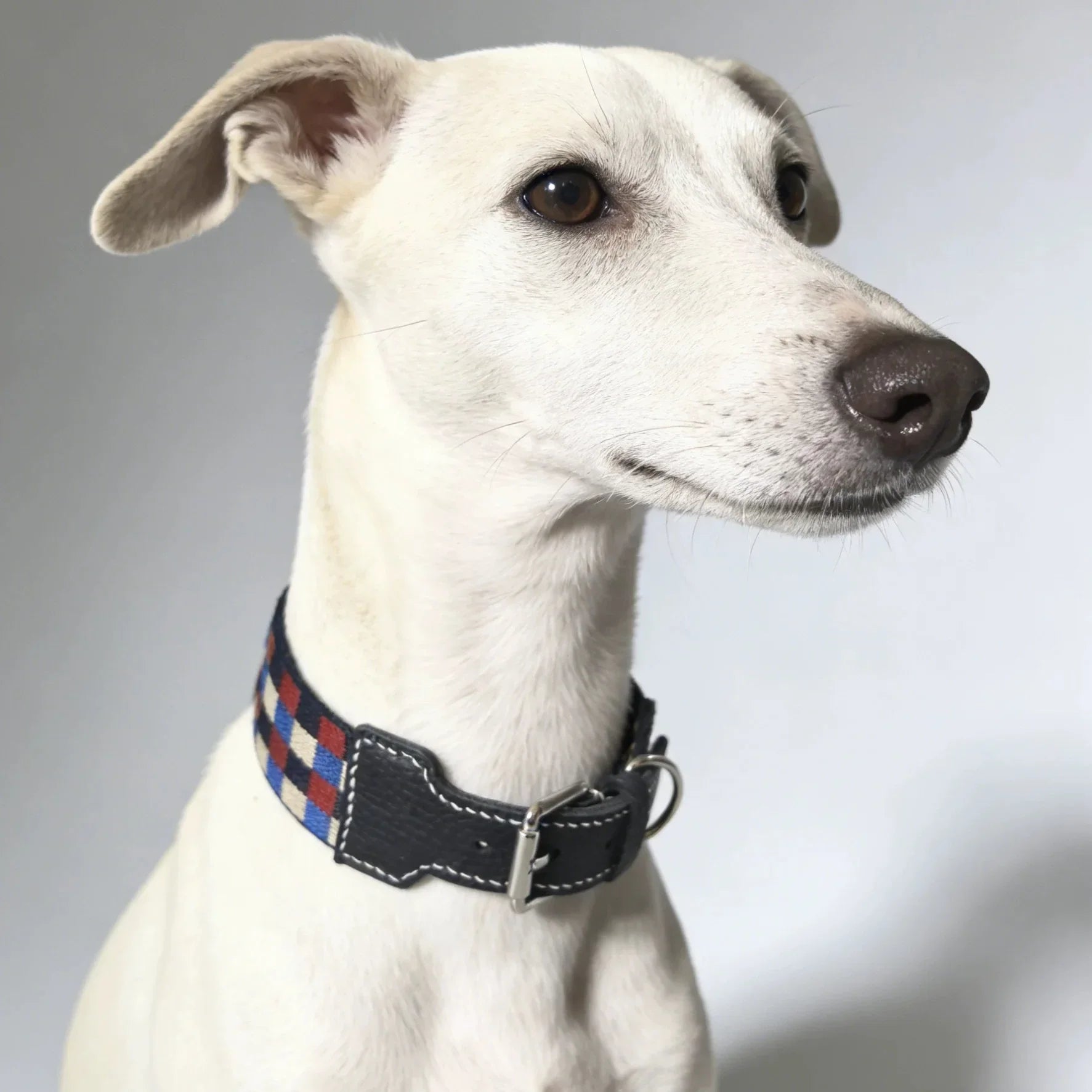 Collier Chien Damier Multicolore En Cuir Véritable Largeur 3,8 cm