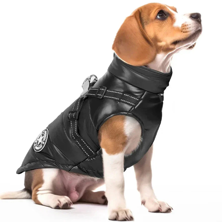 Manteau Jack Russel / Petit Chien
