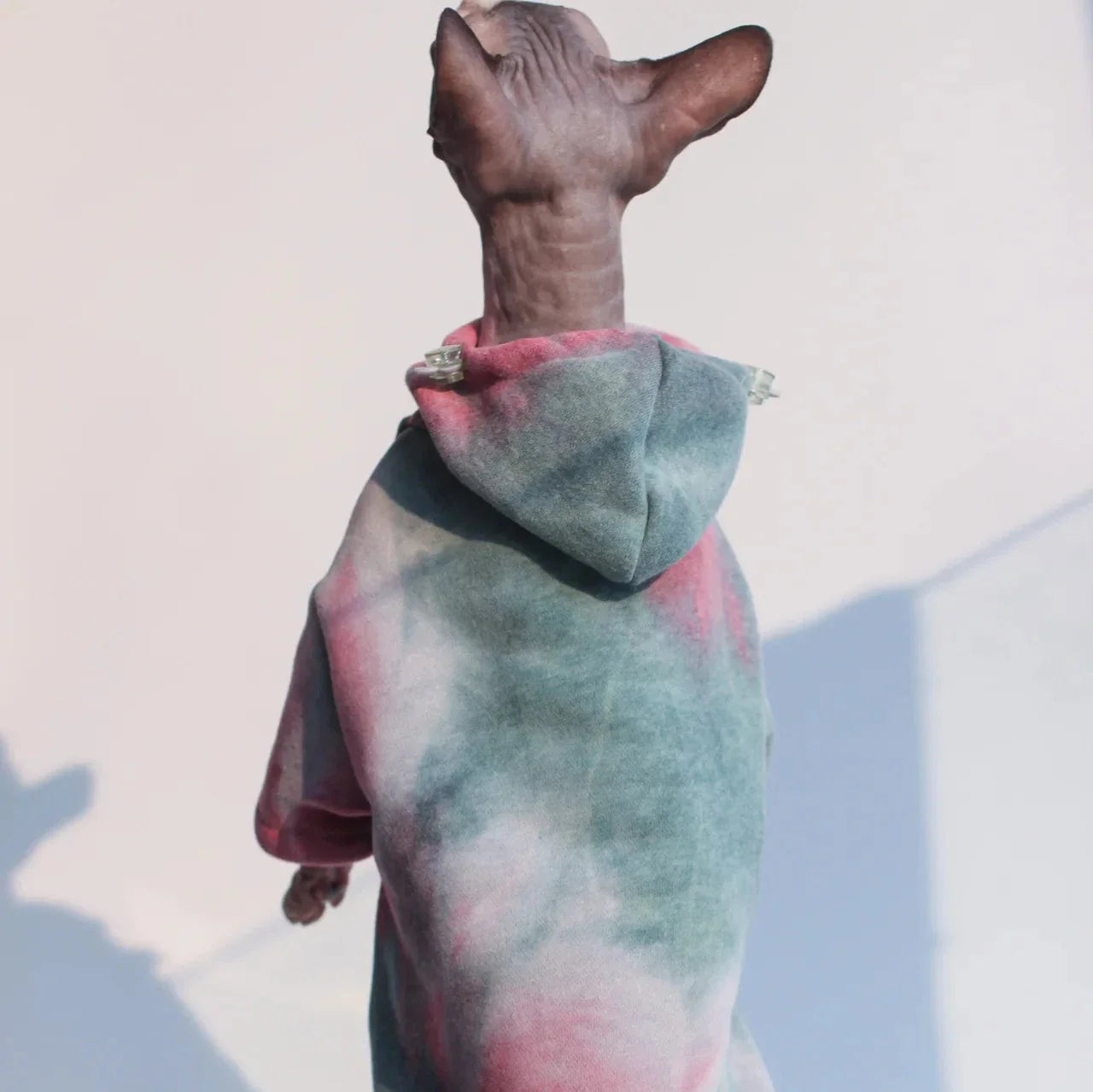 Veste pour Chat Sphynx