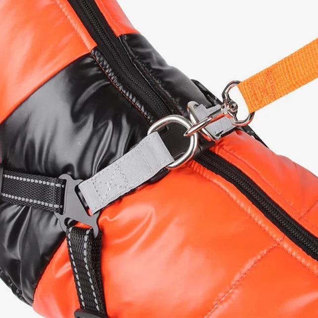 Manteau Jack Russel / Petit Chien