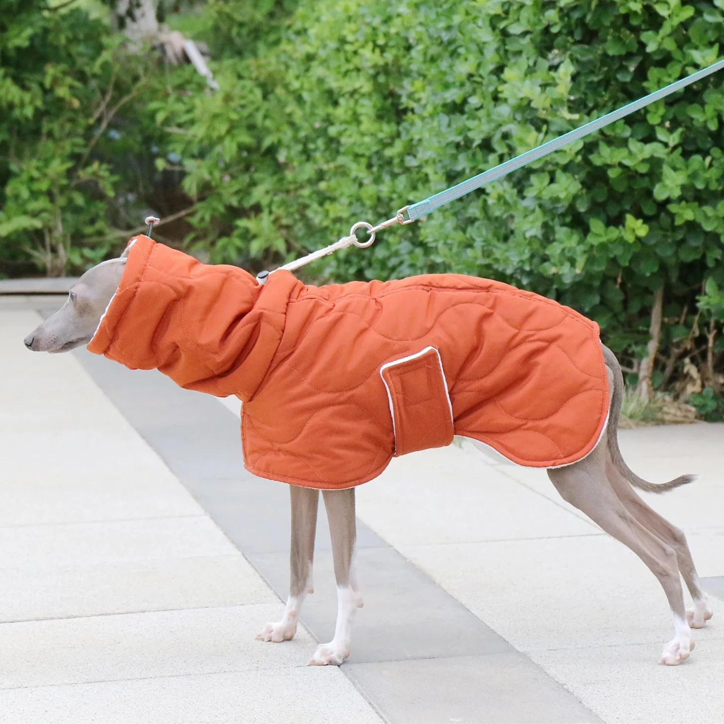 Manteau Chien Whippet