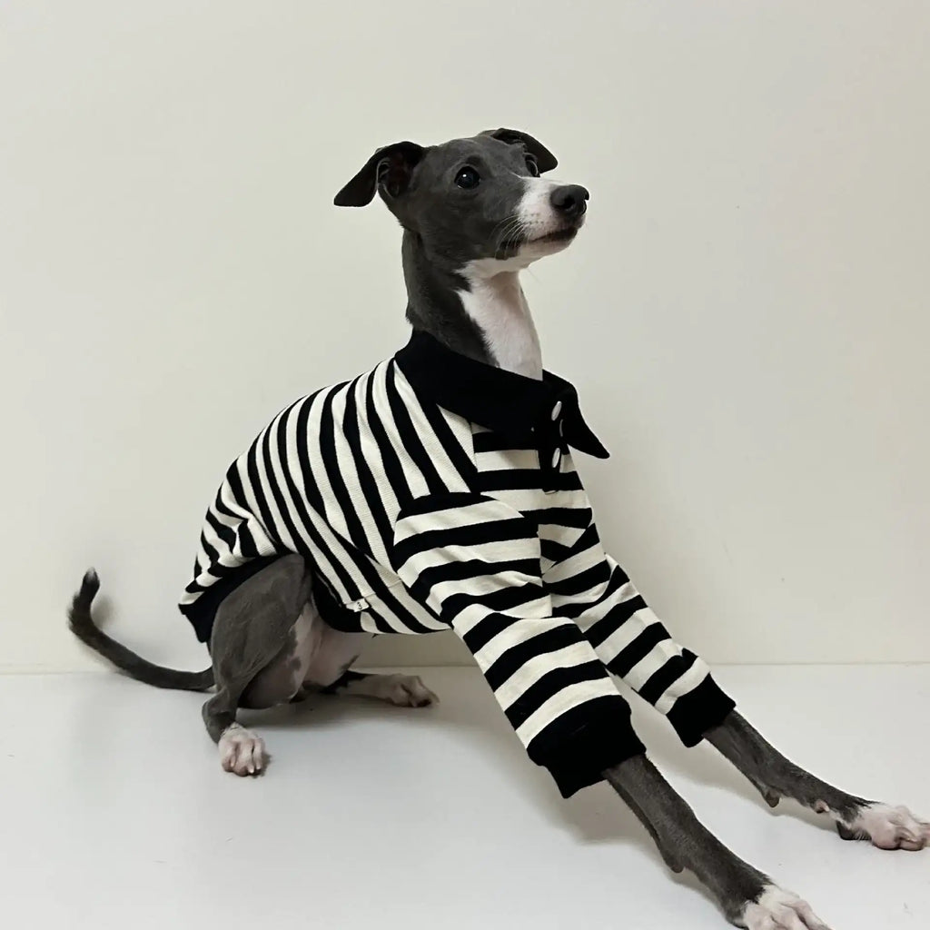 Polo En Coton Rayé Pour Lévrier Et Whippet