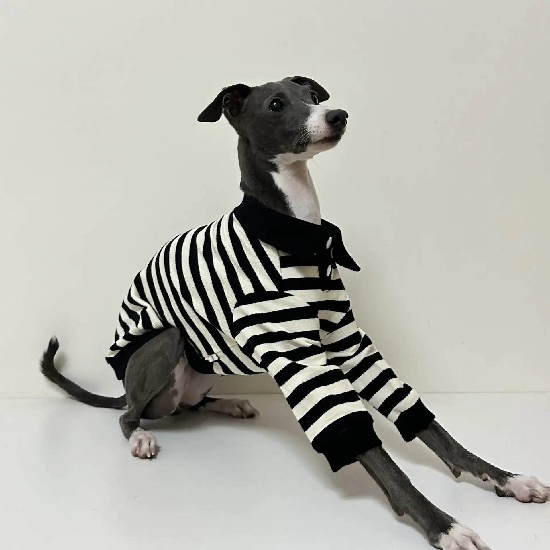 Polo En Coton Rayé Pour Lévrier Et Whippet