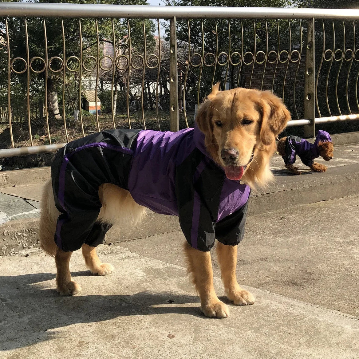 Manteau Chien Bull Terrier