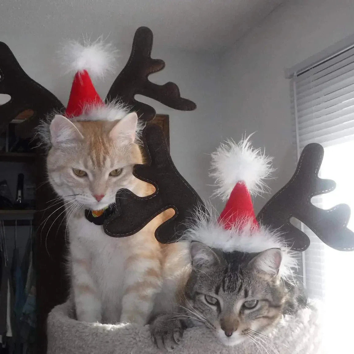 Chapeau de Noël Chien