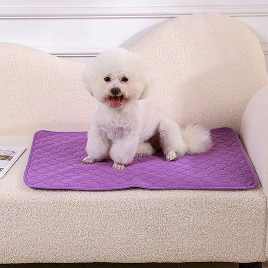 Tapis-absorbant-chien-alèse-chiot-100% imperméable-coton absorbant plus de 10 fois son poids-ultra-résistant-un Bichon Maltais assis sur son tapis absorbant sur le canapé au sec du salon de la maison