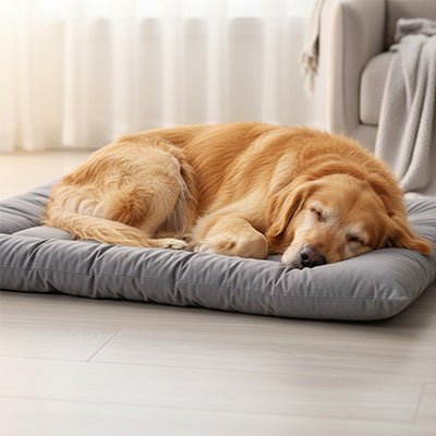 Tapis pour chien - XXLToutou™
