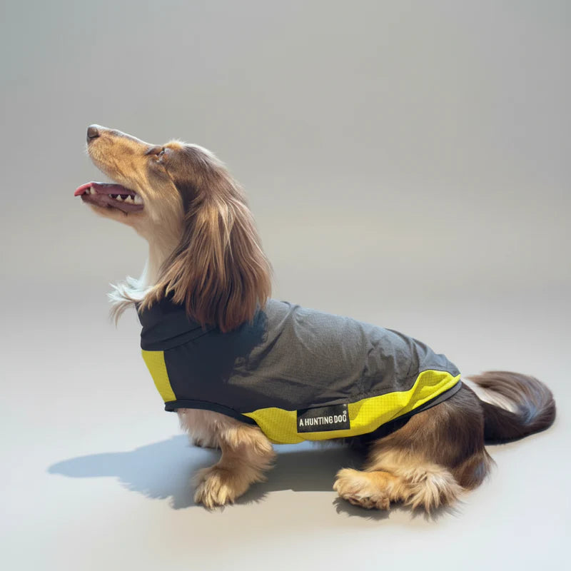 T-shirt anti UV pour teckel en gris et jaune, idéal pour protéger votre chien du soleil