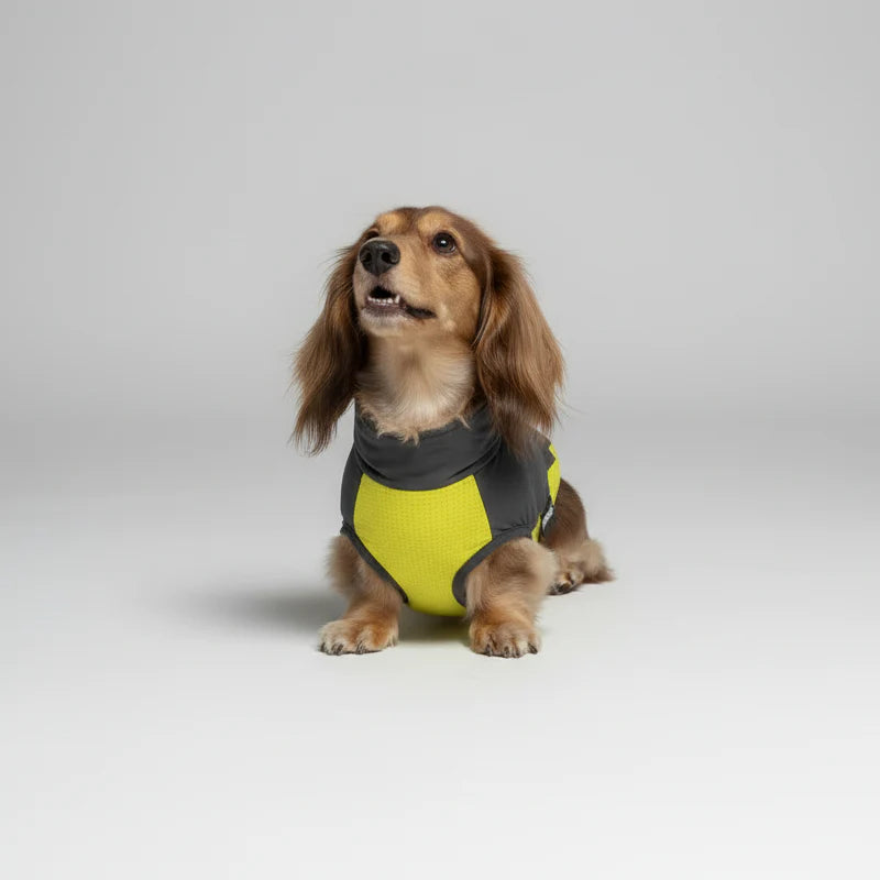 T-shirt Anti UV Confort Pour Chien Teckel