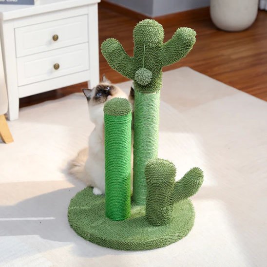 Arbre à chat cactus naturel