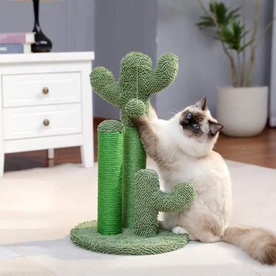 Arbre à chat cactus