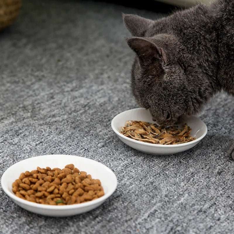 Assiette En Céramique Pour Chat Design Et Résistante