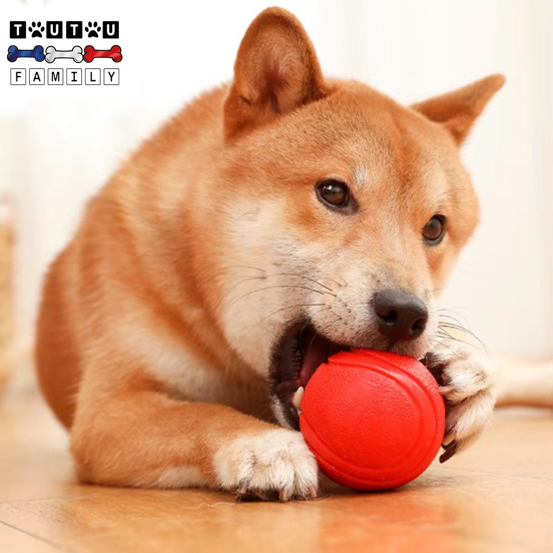 Balle chien solide Lot de 3 - InteractifToutou™