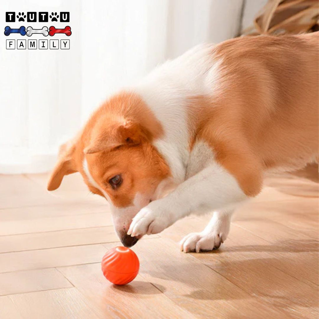 Balle interactive pour chien - CourseToutou™