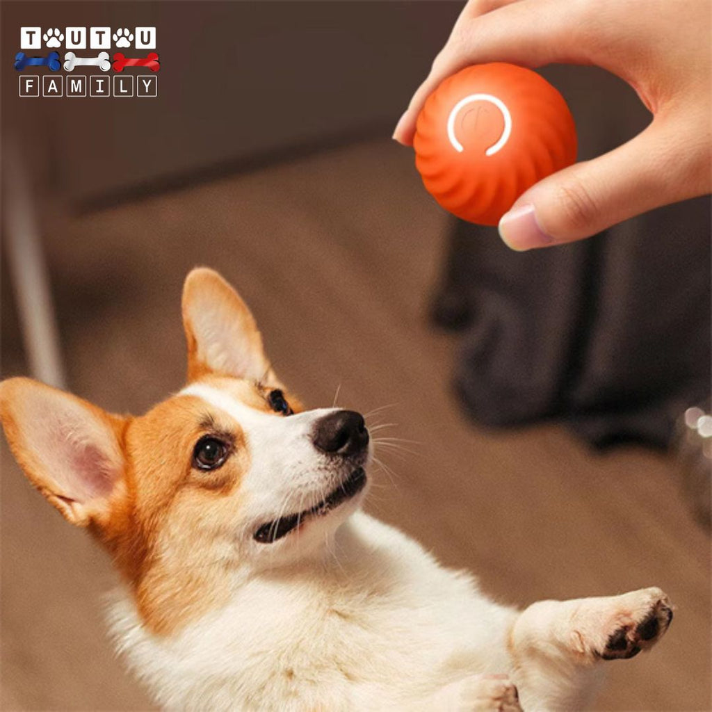 Balle interactive pour chien - CourseToutou™