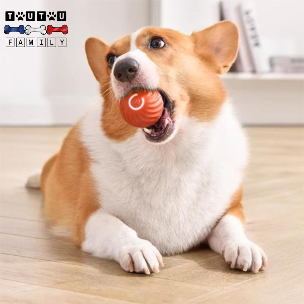 Balle interactive pour chien - CourseToutou™