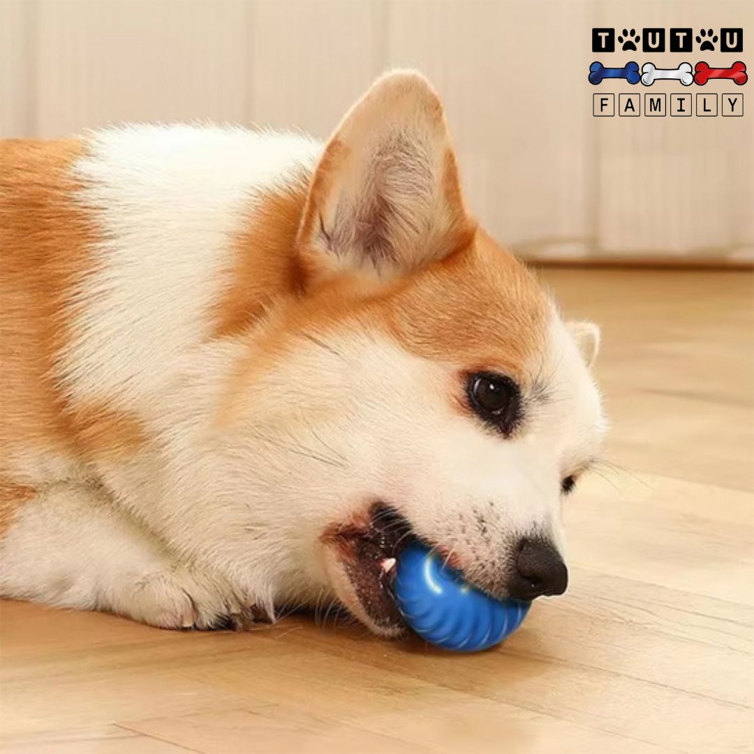 Balle interactive pour chien - CourseToutou™