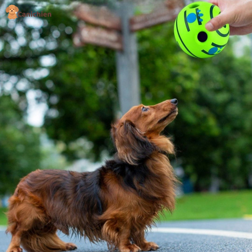 La balle pour chien | PupPlay™