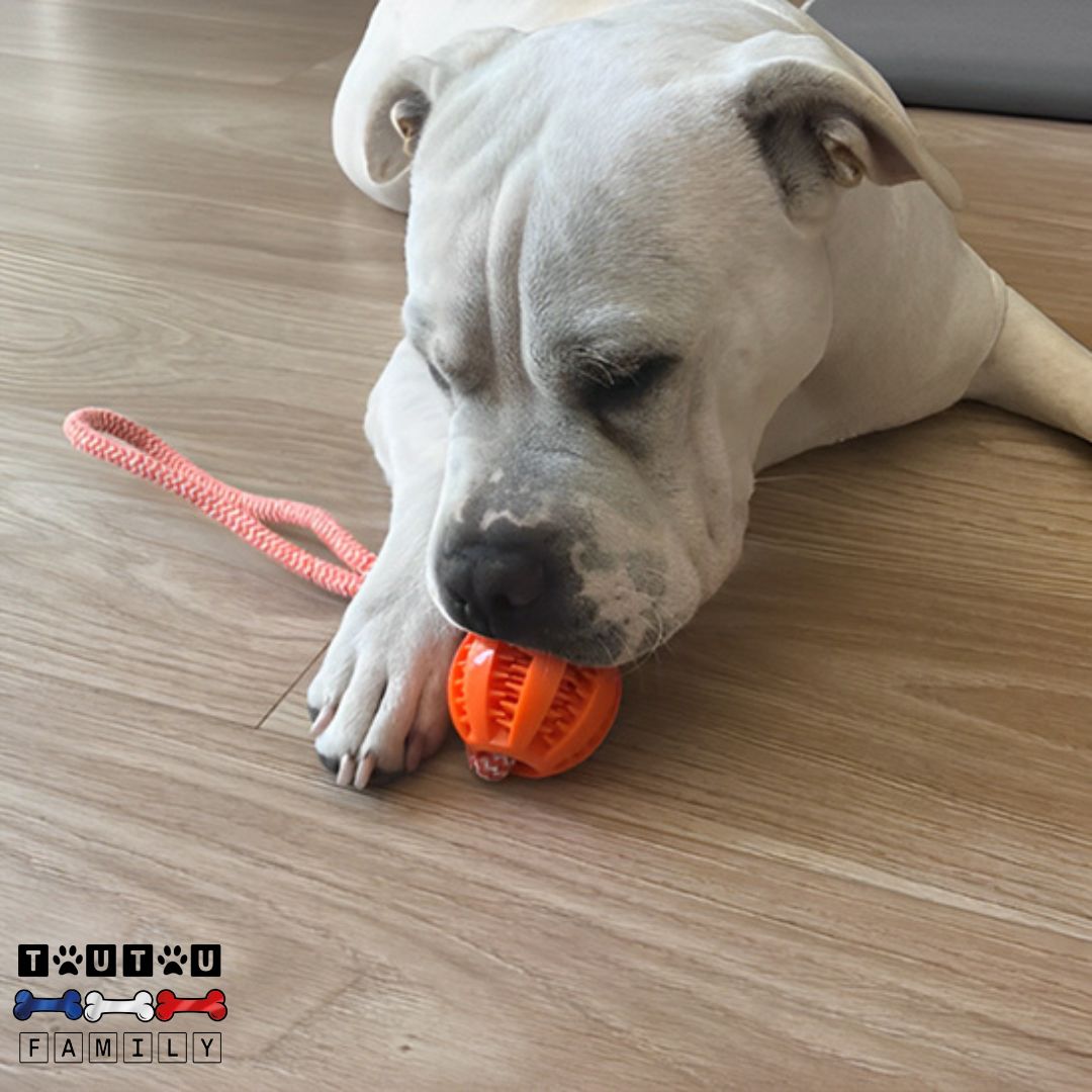 Balle pour chien avec corde - OccupeToutou™
