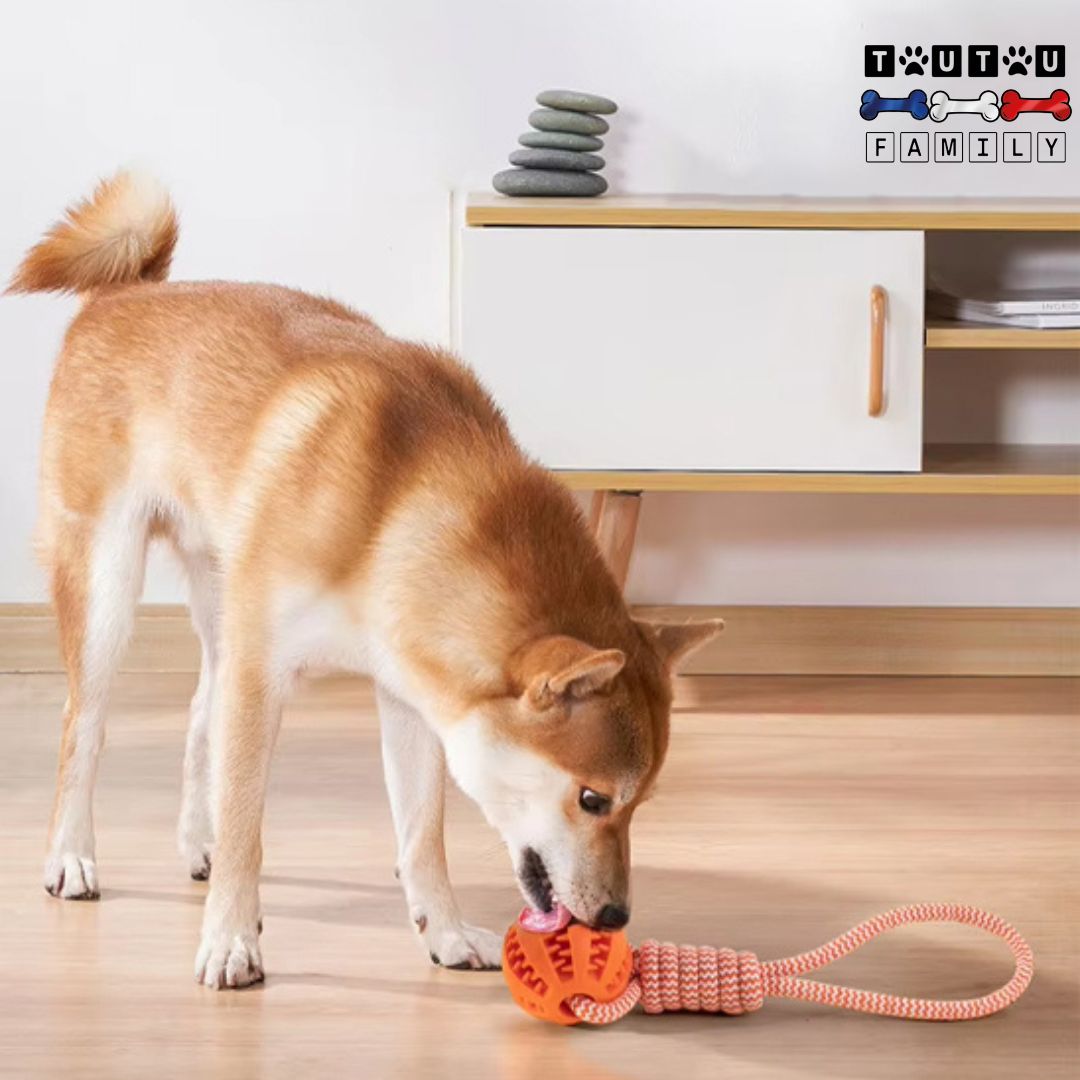 Balle pour chien avec corde - OccupeToutou™