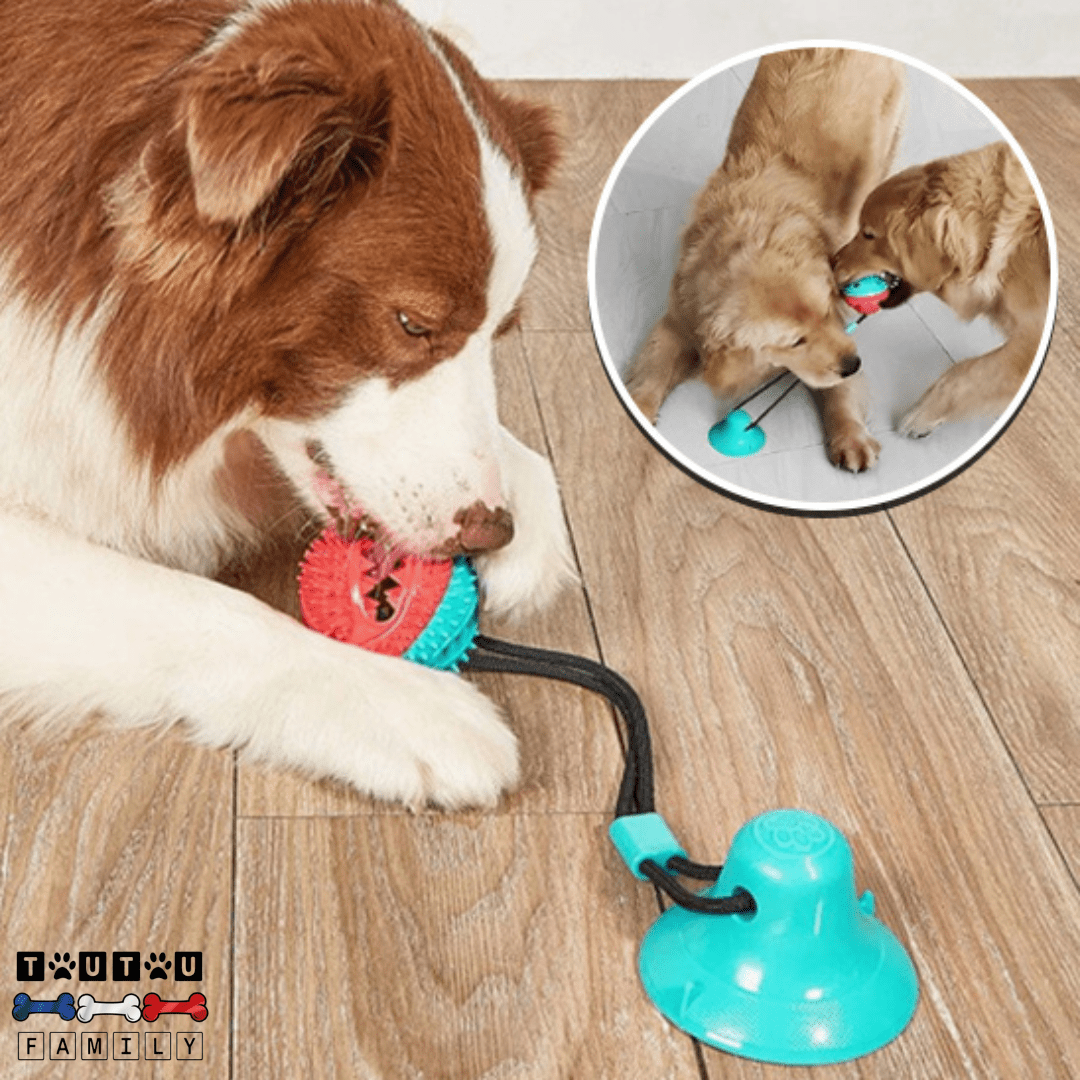 Balle pour chien avec ventouse - TireToutou™