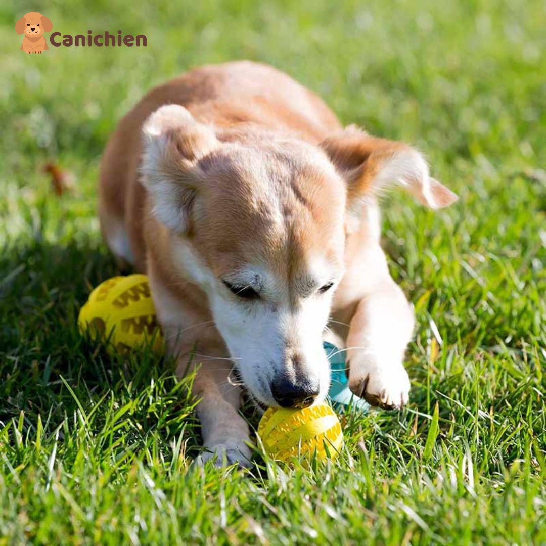 Balle pour chien 3 en 1 | Dentiball™