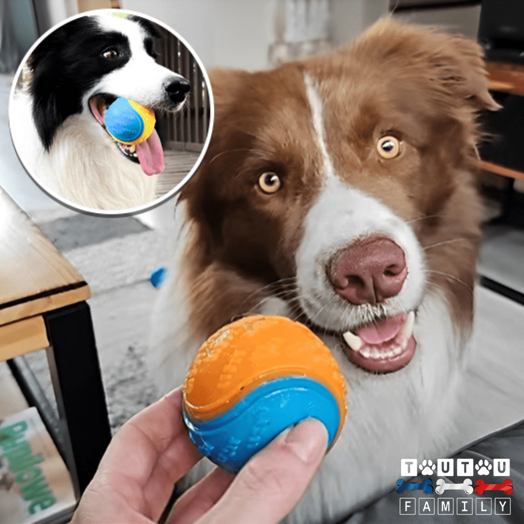 Balle pour chien (Lot de 3 ) - BalleToutou™