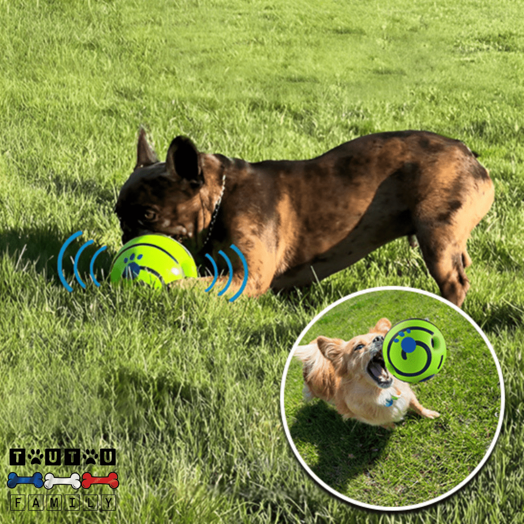 Balle pour chien sonore - CourseToutou™