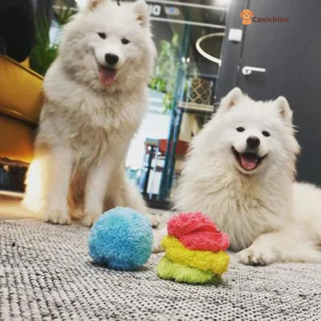 Balle pour chien interactif | WoofBall™