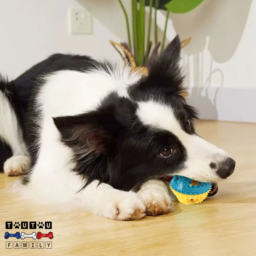 Balle pour chiens - ActifToutou™