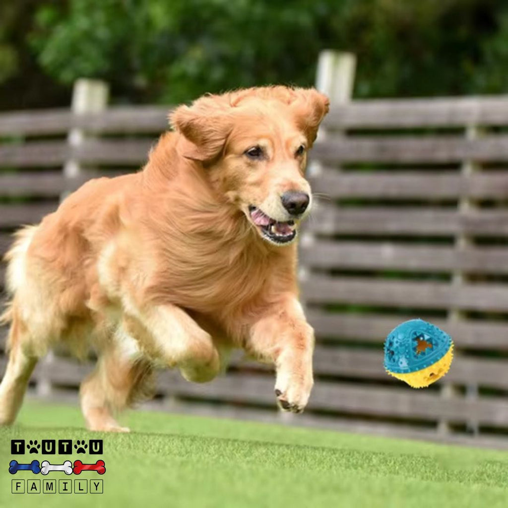 Balle pour chiens - ActifToutou™