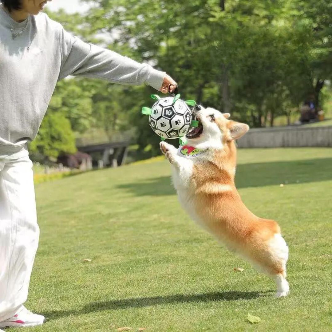 Ballon pour chien | JoyBall™