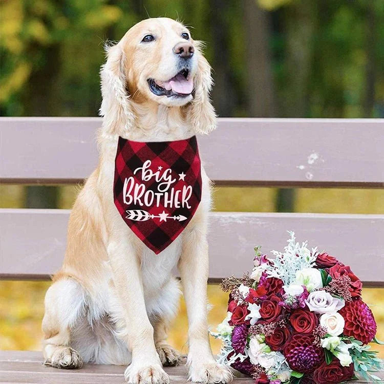 Bandana Chien Annonce Grossesse