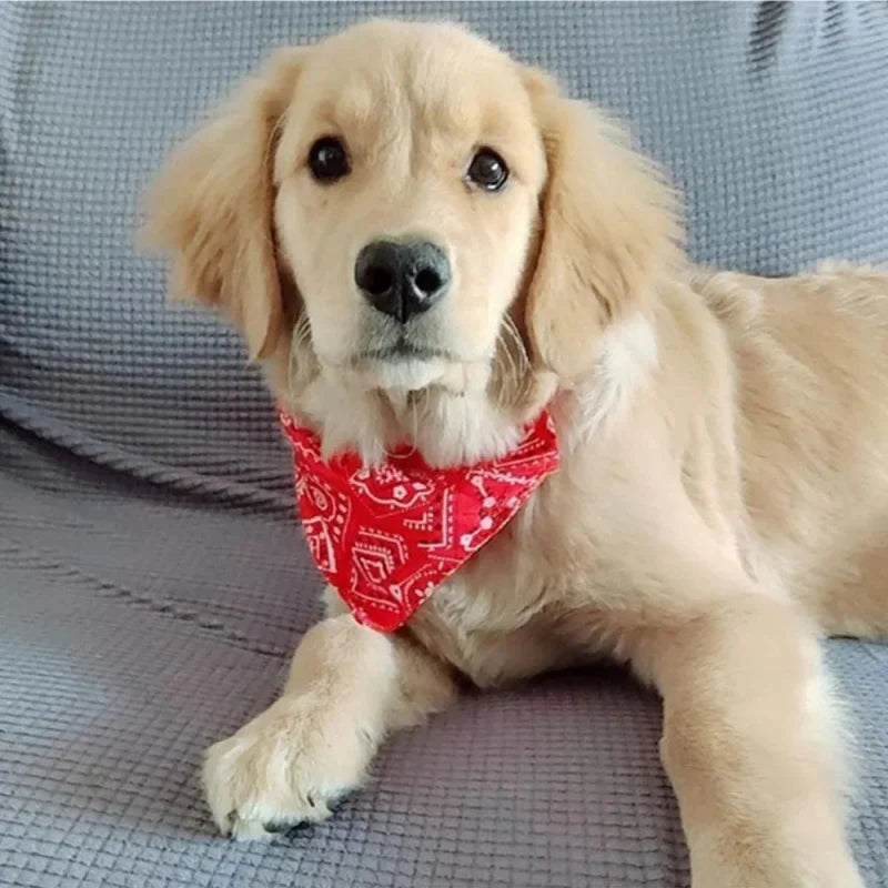 Bandana Chien Rouge