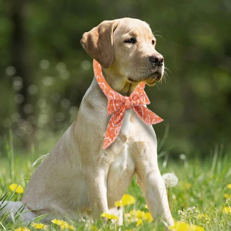 Bandana Rafraîchissant Pour Chien Et Chat