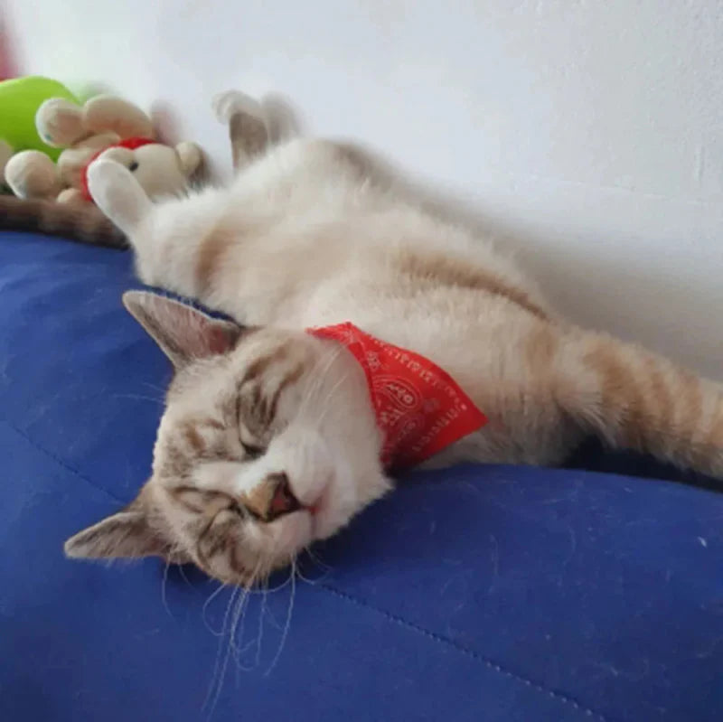 Bandana Rouge pour Chat