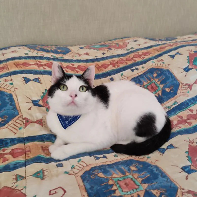 Bandana Rouge pour Chat