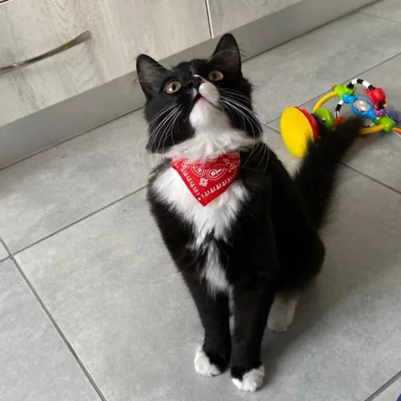 Bandana Rouge pour Chat