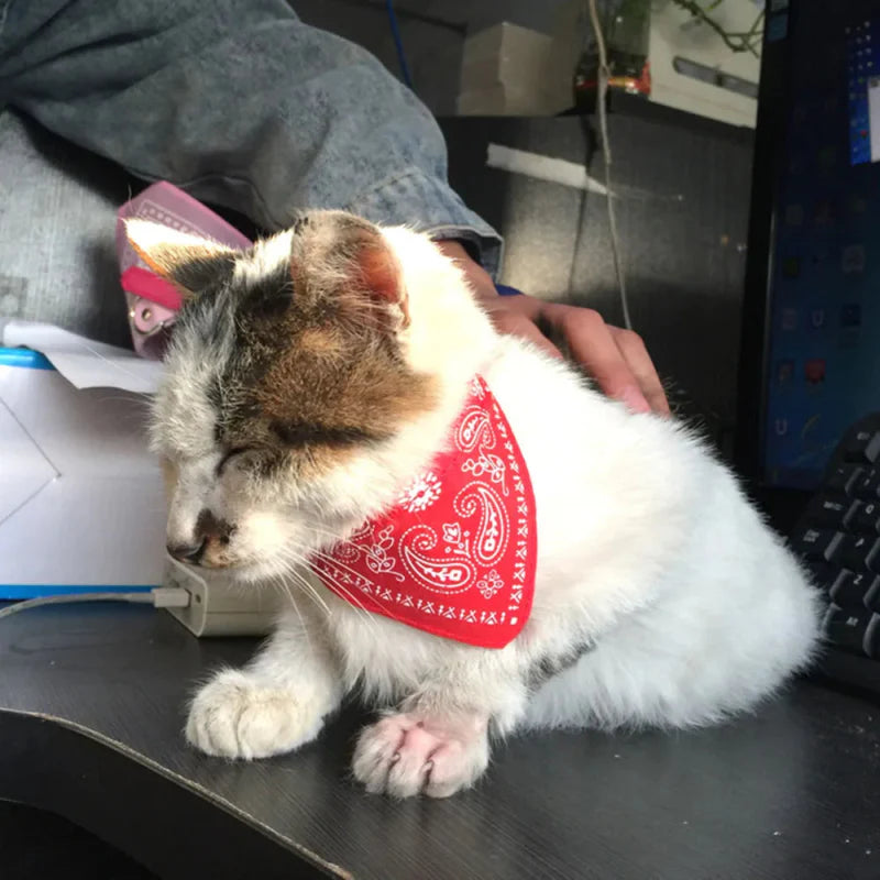 Bandana Rouge pour Chat
