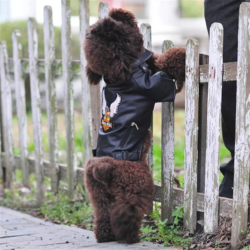 Blouson Cuir pour Chien
