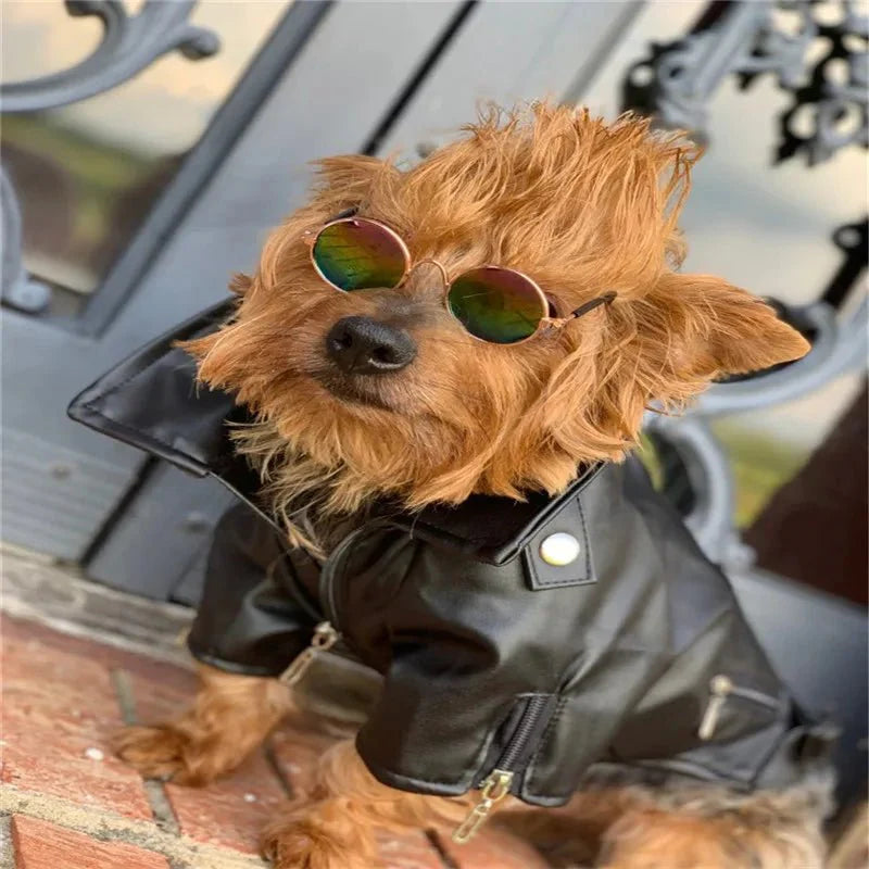Blouson Cuir pour Chien